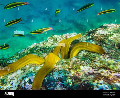 Galapagos coral reef hi-res stock photography and images - Alamy