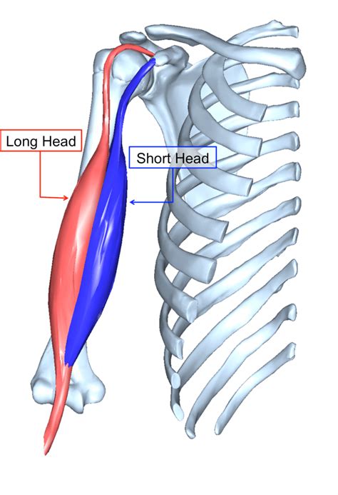 Biceps Tenodesis Surgery Austin, TX | Shoulder Surgeon Austin, TX ...