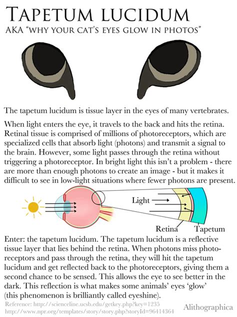 Tapetum Lucidum (Digital, 2017) Tapetum Lucidum, Science Fact, Have Good Day, The Retina ...