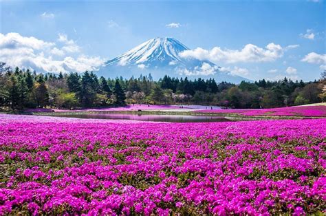 Lawn cherry blossoms at Hitsujiyama Park 🏞 : r/japanpics