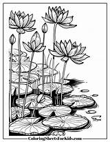 Lily Pad Coloring Pages Printable PDF  Sheets For Kids sketch template