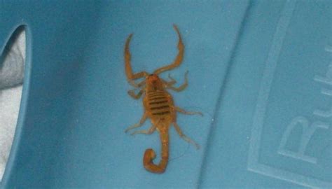 How to Identify the Arizona Bark Scorpion | Sciencing