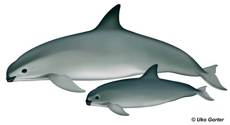 VOTE TO HELP SAVE THE VAQUITA! - VIVA Vaquita | Working to Save the ...