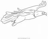 Bald Eagle Fly Coloring Page For Kids  Free Hawks And Eagles Printable sketch template