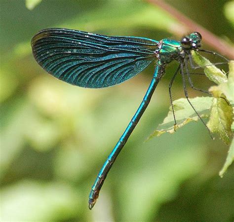 Damselfly ~ Insects World