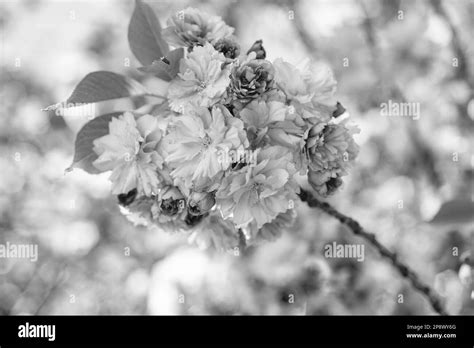 pink flowers of blooming sakura tree in spring. nature Stock Photo - Alamy