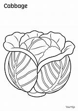 Cabbage Coloring Pages Free Printable PDFs  WakeTheKids sketch template