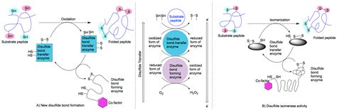 IJMS | Free Full-Text | Cellular Disulfide Bond Formation in Bioactive ...