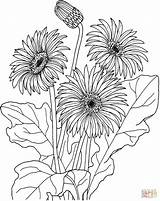 African daisy gerbera Jamesonii coloring Page  Free Printable Coloring sketch template