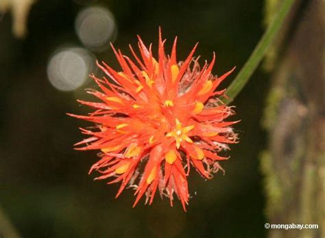 Best Flowers In The World: Flowers Of The Rainforest