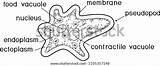Coloring Page Amoeba Proteus Nucleus Contractile Stock Vector Royalty  sketch template