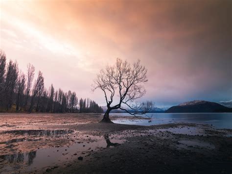 That Wanaka Tree, New Zealand