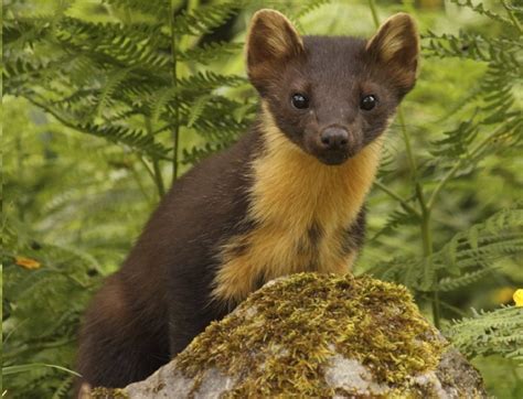 Pine Marten (European Pine Marten) Facts and Pictures