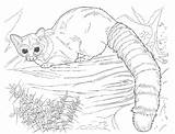 Complex Coloring Pages Of Animals  Home sketch template