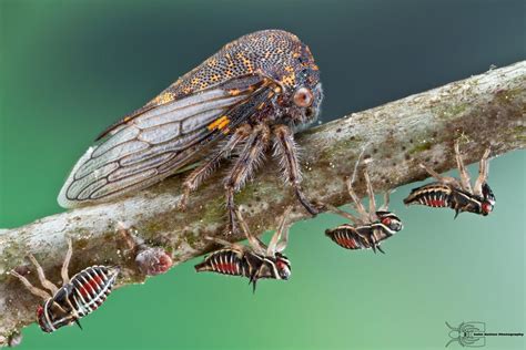 Oak Treehopper - Platycotis vittata by ColinHuttonPhoto.deviantart.com on @deviantART ...