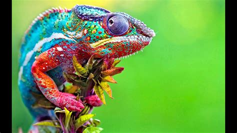 The 10 colorful animals in the world - YouTube