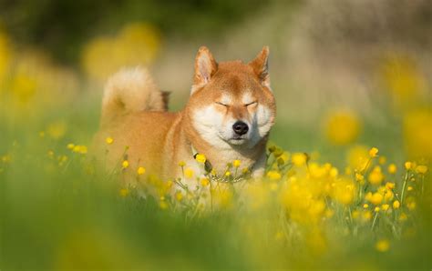 1200x900 shiba inu wallpaper - Coolwallpapers.me!