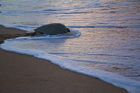 Guide to Visiting the Ras Al Jinz Turtle Reserve in Sur, Oman - DomOnTheGo - Adventure Travel Blog