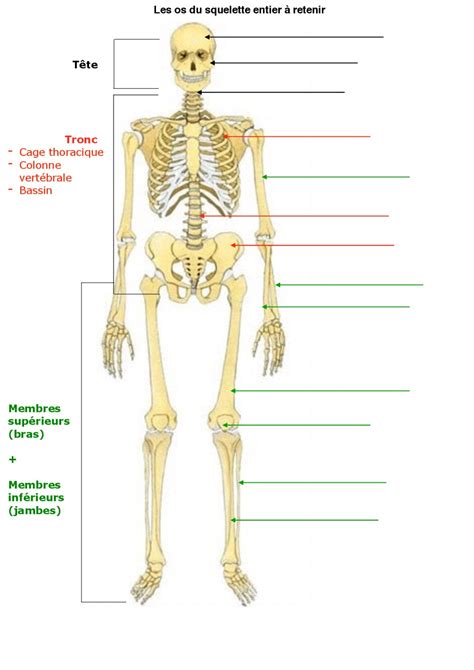 Le Squelette Humain