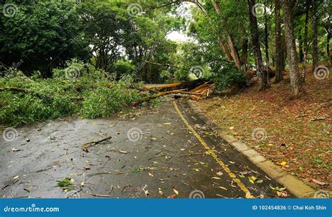 Tropical Tree Fallen Down after Heavy Storm Stock Photo - Image of cracked, hurricane: 102454836