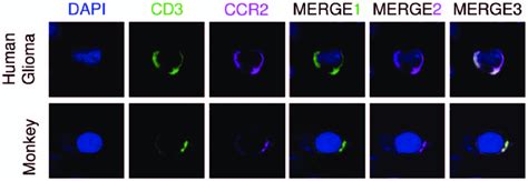 T cells express CCL2 receptor. Expression of CCR2 in T-cells in human... | Download Scientific ...