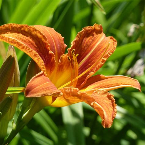 Daylily - Orange (Hemerocallis) - Davenport Garden Centre