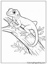 Printable Lizard Coloring Page  Free Pages sketch template