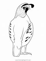 California Quail Back Coloring Page For Kids  Free Quails Printable sketch template