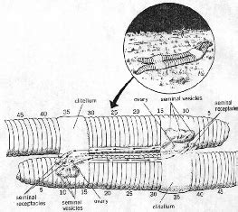 Reproductive System of Earthworm | Zoology : Biology ~ HSEB all notes and tips