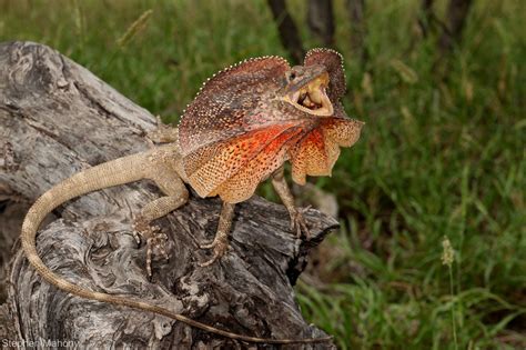 https://flic.kr/p/kNLiSF | Chlamydosaurus kingii | A Frill-neck Lizard from the… Australian ...