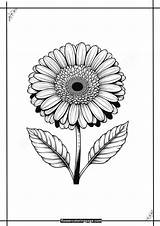 Free Gerbera Coloring Pages Printable PDF  Flower Page sketch template