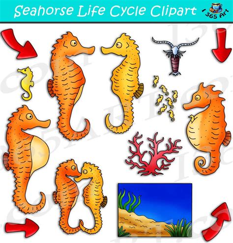 Seahorse Life Cycle Clipart Set Download - Clipart 4 School