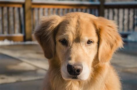 Why Golden Retrievers Are Good Protective Dogs (And Why They’re Not ...