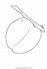 Apricot 3 Coloring Page For Kids  Free Printable sketch template