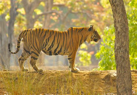 dominant male Bengal Tiger, Kanha NP, India | IUCN RED LIST … | Flickr