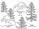 Pine Trees Coloring Pages sketch template