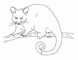 Ringtail Possum Coloring Page By Mama Draw It  Teachers Pay sketch template