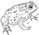 Toad coloring Pages sketch template