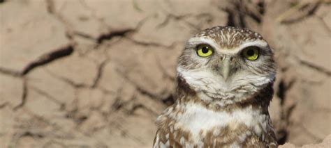 Wildlands Conservation Efforts in Imperial County | Wildlands