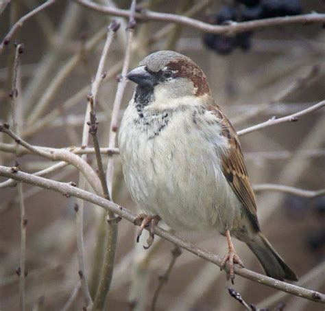 House sparrow | House sparrow (Passer domesticus) male perch… | Flickr