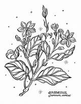 Botanical Coloring Pages Coloring sketch template