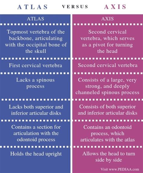 What is the Difference Between Atlas and Axis Vertebrae - Pediaa.Com