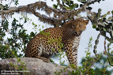 Sri Lankan Leopard (Panthera pardus kotiya) | Thimindu Goonatillake | Flickr