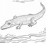 Spectacled Caiman coloring Page  Free Printable Coloring Pages sketch template
