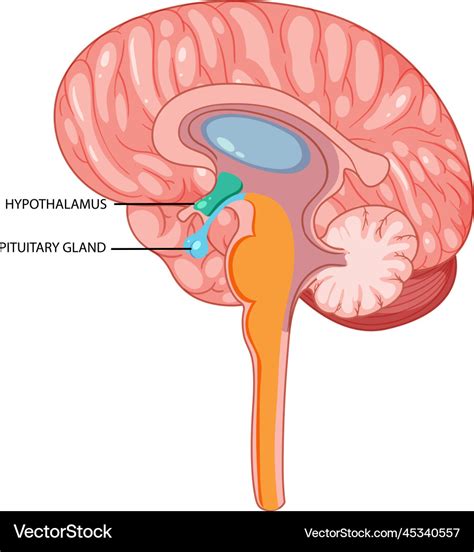 Hypothalamus And Pituitary Gland Cartoon Vector Cartoondealer | The Best Porn Website