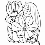 Magnolia Flower Coloring Page On  sketch template