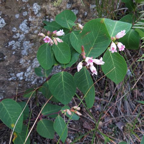 spreading dogbane (Plants of Glacier National Park) · iNaturalist