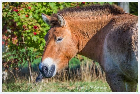 Przewalski horse | Rare as Rare and becoming rarer | pipilongstockings ...