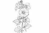 Hollyhock Adults Coloring Page Graphic By Forhadx5 · Creative Fabrica sketch template