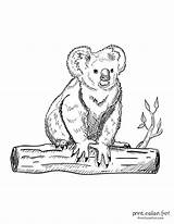 Koala Coloring Pages sketch template